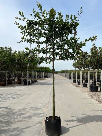 Carpinus betulus 'Spalier' (Hainbuche) Hochstamm-Spalier im Container, ca. 120 cm hoch, 150 cm breit, Stamm ca. 200 cm.
