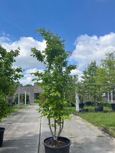 Eisenholzbaum / Parrotie 175-200 cm mehrstämmig / Parrotia persica (876128)