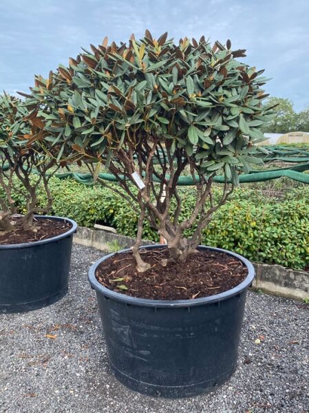 Rhododendron 'Gulliver' Schirm (Nr.1447) / Rhododendron adenogynum 'Gulliver' 120 cm breit x 120 cm hoch