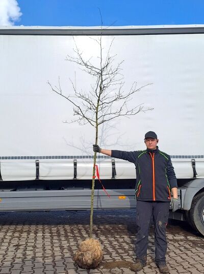 Kahle Felsenbirne 'Ballerina' (Amelanchier laevis) Hochstamm 10-12 StU mit Drahtballen, unbelaubt, verzweigte Krone