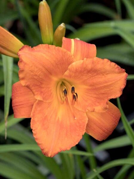 Taglilie 'Mauna Loa' / Hemerocallis cultorum 'Mauna Loa'