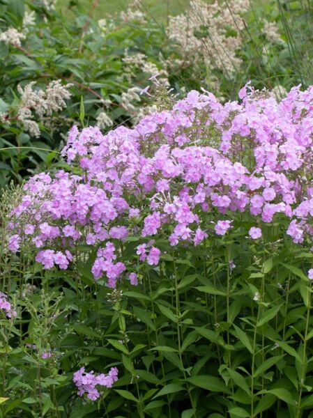 Großblatt-Phlox 'Kleiner Augenstern' / Phlox amplifolia 'Kleiner Augenstern'