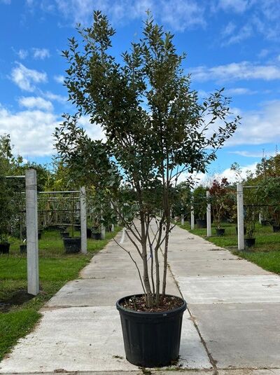 Stein-Eiche / Stechpalmen-Eiche / Wintergrüne Eiche 250-300 cm Schirmform / Quercus ilex (874274)