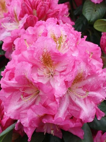 Rhododendron Hybride 'Peter Vermeulen' / Rhododendron 'Peter Vermeulen'