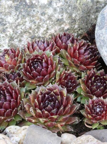 Sempervivum 'Silberkarneol' (Hauswurz) mit mehreren burgundroten Rosetten und grünen Blattspitzen, polsterbildend im Beet