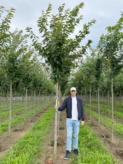 Prunus serrulata 'Kanzan' (Japanische Nelken-Kirsche) Hochstamm ca. 225 cm, Stammumfang 16–18 cm, mit Drahtballen