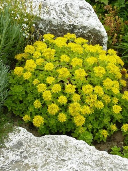 Sedum kamtschaticum var. ellacombianum / Kamtschatka-Fettblatt