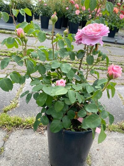 Englische Rose Rosa 'Eustacia Vye' C5 im Topf mit grünen Blättern, einer geöffneten rosa Blüte und mehreren Knospen.