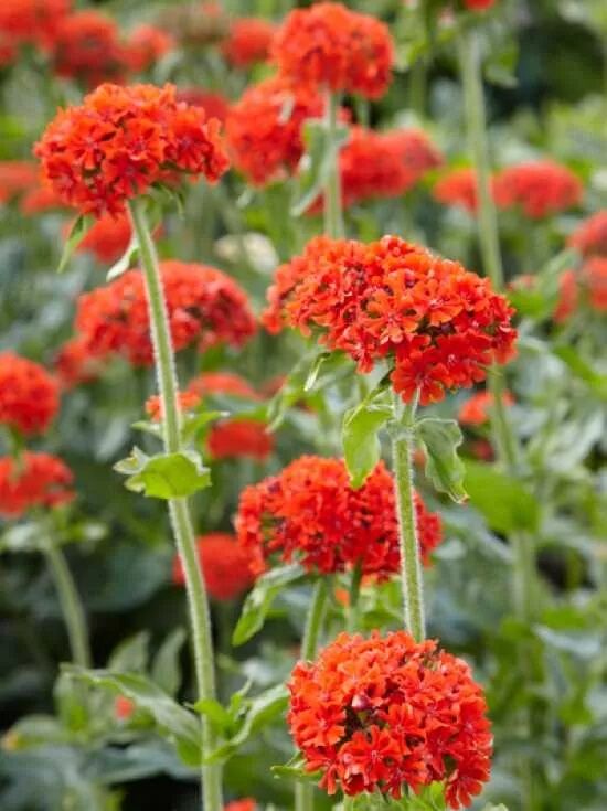 Brennende Liebe / Lychnis chalcedonica