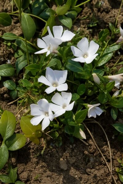 Weißes Immergrün / Vinca minor &#039;Alba&#039;