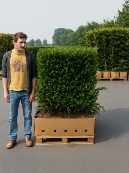 Taxus baccata (Eibe) Fertighecke/Heckenelement 120 cm, 120 x 100 x 40 cm, im Karton auf Palette