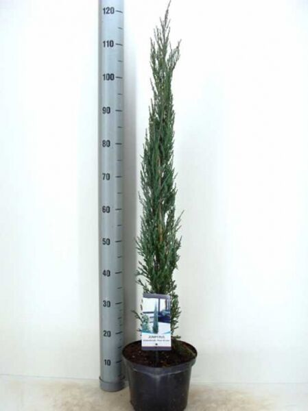 Juniperus scopulorum 'Blue Arrow' / Blauer Raketen-Wacholder 80-100 cm C5, schlanker säulenförmiger Wacholder im Topf