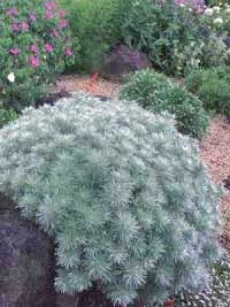 Zwergige Garten-Silber-Raute 'Nana' / Artemisia schmidtiana 'Nana'