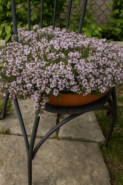 Thymus longicaulis ssp. odoratus (Kaskaden-Thymian) als kriechende Pflanze im Topf, mit vielen hellvioletten Blüten.
