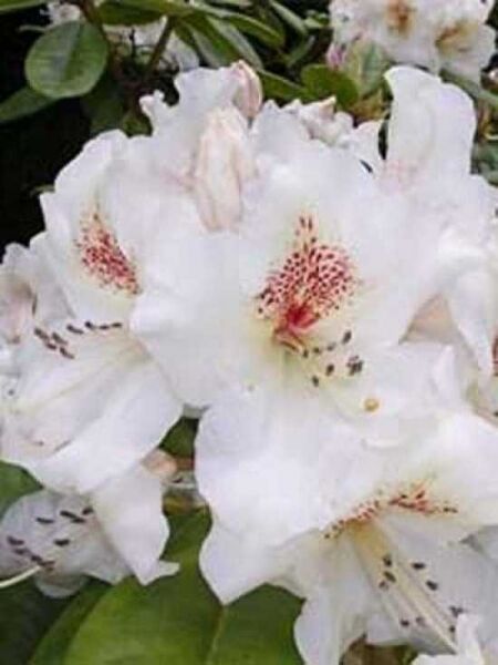 Rhododendron 'Dr. Rieger' / Rhododendron Hybride 'Dr. Rieger'