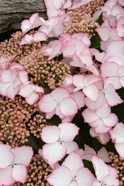 Teller-Hortensie 'Love you Kiss ®' / Teller-Hortensie 'Love you Kiss ®'