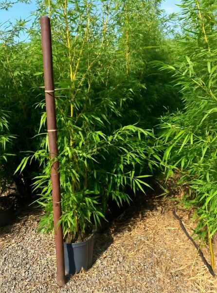 Phyllostachys vivax 'Aureocaulis' (Zauberbambus) 150-175 cm C20 im Topf, dichte grüne Blätter und gelbe Halme