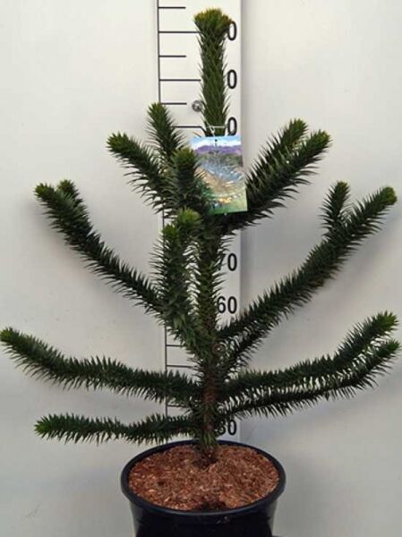 Chilenische Schmucktanne / Araukarie / Chilenische Schmucktanne / Araukarie
