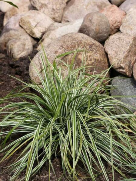 Carex oshimensis 'Everest'® (Gartensegge 'Everest') mit schmalen, grün-weiß panaschierten, überhängenden Blättern im Horst