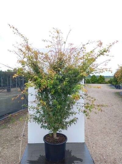 Fcher-Ahorn 'Katsura' / Japanischer Ahorn - Acer palmatum 'Katsura'