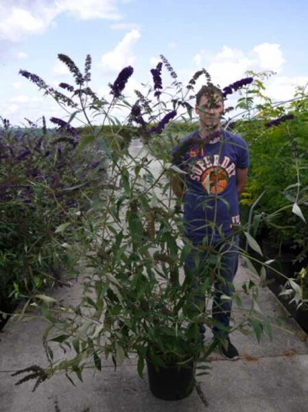 Buddleja davidii 'Black Knight' (Sommerflieder) 150–175 cm C20 im Topf, hoher Strauch mit langen violetten Blütenrispen.