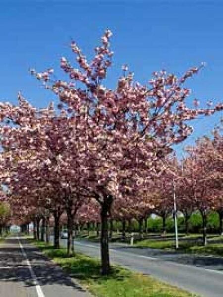Prunus 'Okame' / Zierkirsche 'Okame'
