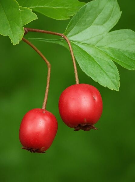 Echter Rotdorn (Crataegus laevigata) 'Paul's Scarlet' mit zwei roten Früchten am Zweig und grünen Blättern.