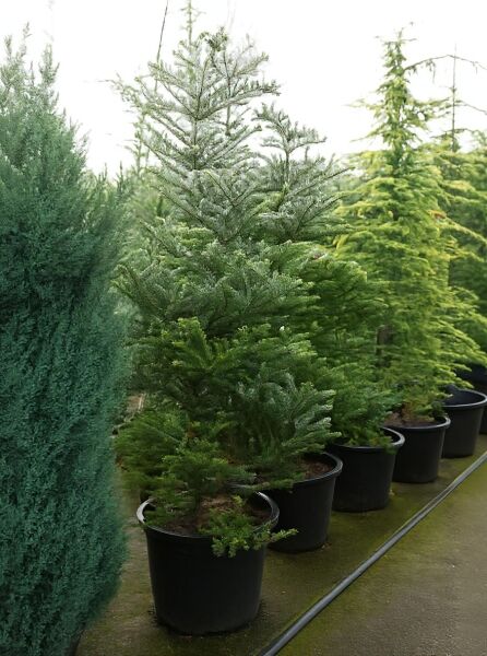 Abies koreana 'Silberlocke' – Korea-Tanne ’Silberlocke’ 150-175 cm C50, immergrüne Nadelgehölz-Pflanze im Container.