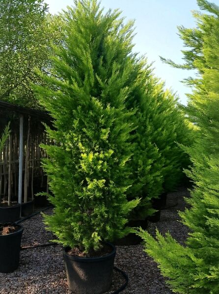 Leyland Zypresse „Gold Rider“ (Cupressocyparis leylandii 'Gold Rider') im Topf, 350–400 cm, Container C50