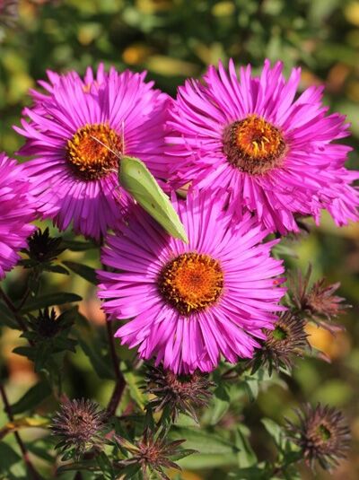 Rauhblatt-Aster 'Andenken an Maria Stade' / Aster novae-angliae 'Andenken an Maria Stade'