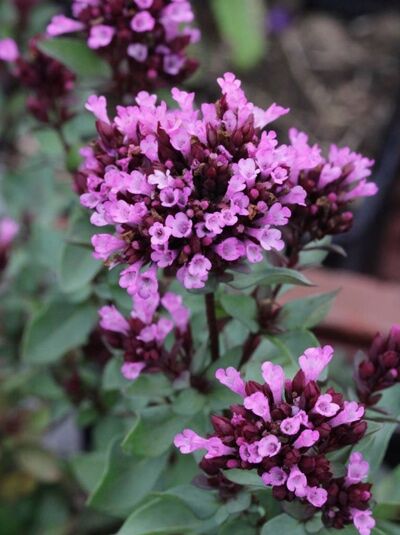 Zieroregano Herrenhausen / Heidedost 'Herrenhausen' / Origanum laevigatum 'Herrenhausen'