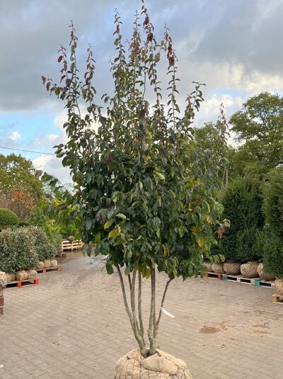Eisenholzbaum 'Bella' 300-350 cm schirmförmig / Parrotia persica 'Bella' Schirmform (1577372)