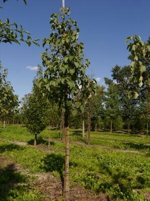 Taschentuchbaum - Davidia involucrata gnstig kaufen