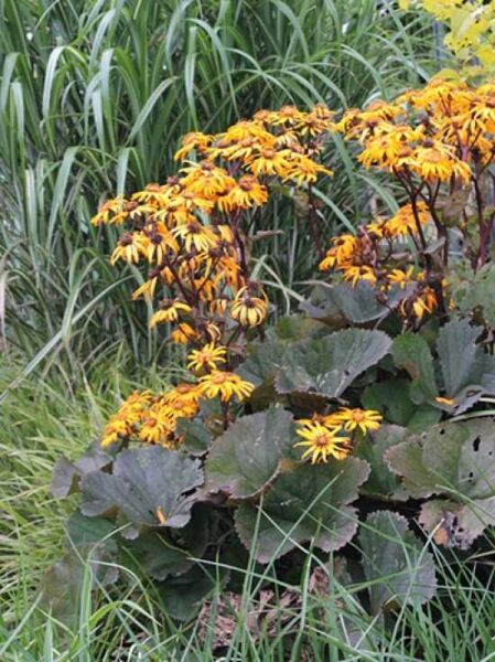 Purpur-Greisbraut / Garten-Goldkolben 'Desdemona' / Ligularia dentata 'Desdemona'