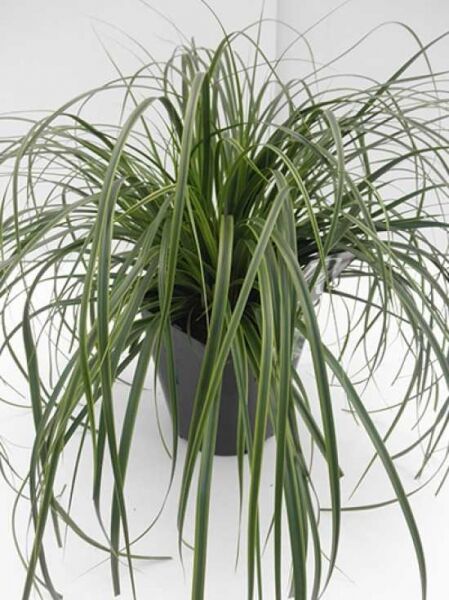 Gartensegge 'Everlime' / Gartensegge 'Everlime'