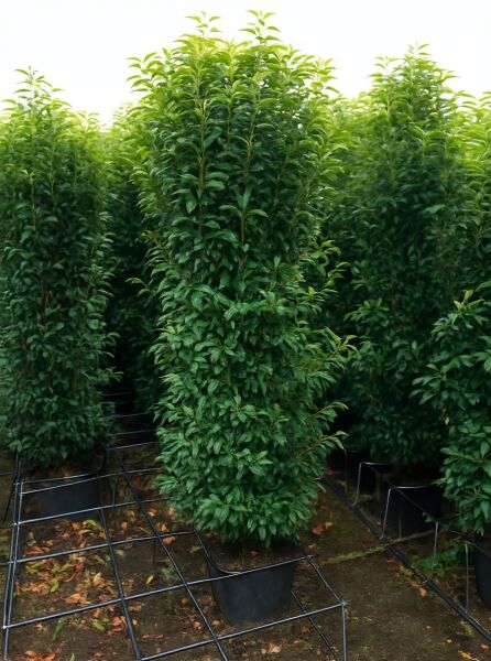 Prunus lusitanica 'Angustifolia' (Portugiesischer Kirschlorbeer) 200-225 cm C20 im Container, dichter aufrechter Wuchs, grünes Laub