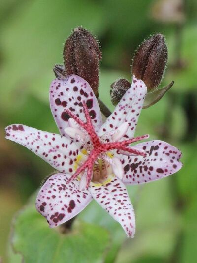 Krötenlilie &#039;Dark Beauty&#039; / Tricyrtis formosana &#039;Dark Beauty&#039;
