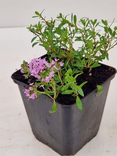 Thymus longicaulis ssp. odoratus (Kaskaden-Thymian) im Topf P9, grünes Laub mit rosa Blüten.