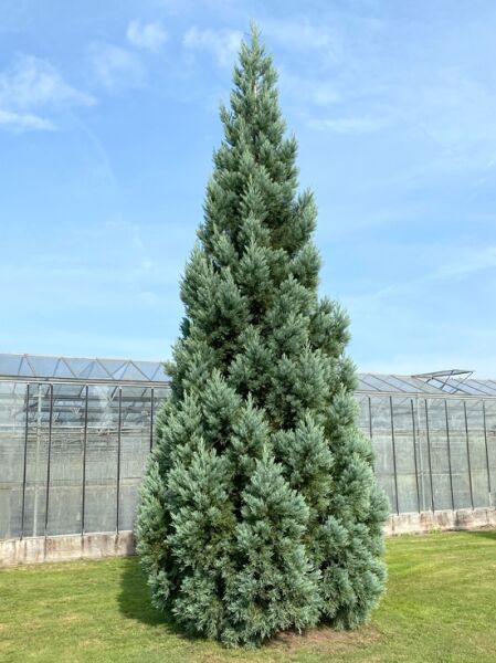 Blauer Mammutbaum / Sequoiadendron giganteum 'Glaucum'