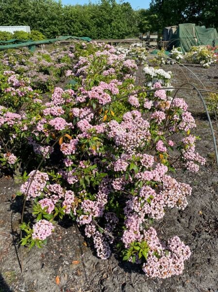 Kalmia latifolia 'Tofka' (Lorbeerrose/Berglorbeer 'Tofka') Solitär, ca. 90–100 cm, Strauch mit rosa Blütenständen und grünem Laub