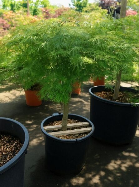 Grüner Schlitz-Ahorn (Acer palmatum 'Dissectum') auf Stamm, 80 cm Stamm, im C50 Container mit grünem, fein geschlitztem Laub