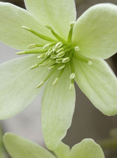 Immergrüne Waldrebe Clematis forsteri 'Pixie', hellgrüne Blüte in Nahaufnahme mit geöffneten Blütenblättern und Staubgefäßen