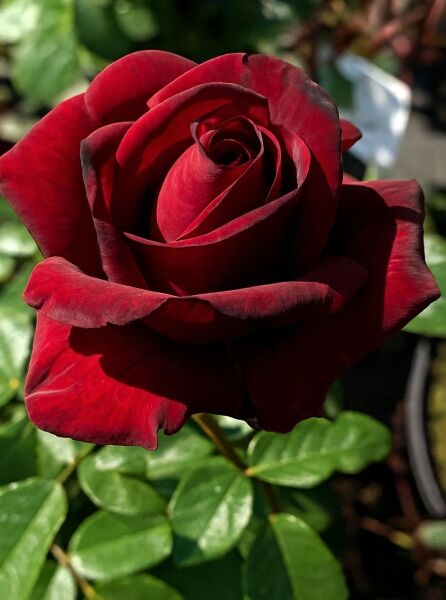 Stammrose 'Ingrid Bergmann' (Rosa 'Ingrid Bergmann ®') mit dunkelroter, gefüllter Blüte und grünen, glänzenden Blättern.