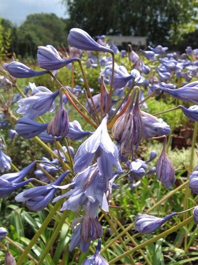 Schmucklilie 'Plena' / Agapanthus africanus 'Plena'