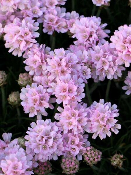 Armeria juniperifolia 'Röschen' / Zwerg-Grasnelke