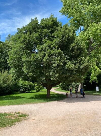 Quercus hispanica / Spanische Eiche / Lucombe-Eiche