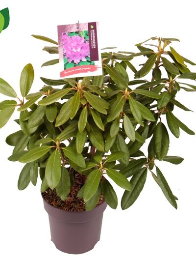 Rhododendron 'Boursault' - Rhododendron catawbiense 'Boursault' -  Baumschule NewGarden