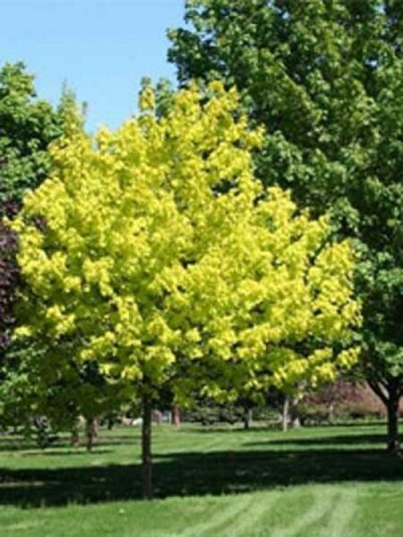 Gold-Ahorn / Acer platanoides 'Princeton Gold'