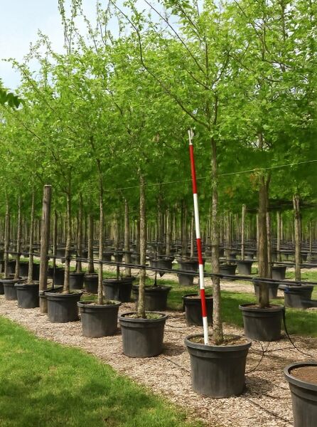 Malus floribunda, Vielblütiger Apfelbaum Hochstamm 14-16 StU im Container, Baum mit grünem Laub in Baumschule