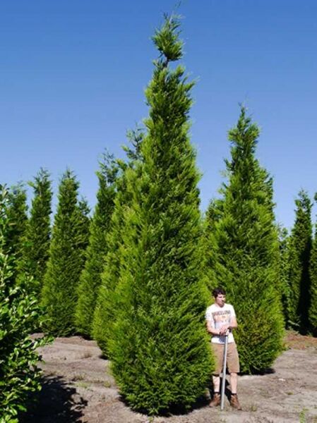 Thuja plicata 'Excelsa' / Lebensbaum 'Excelsa' Solitär 600-700 cm mit Drahtballen, aufrecht kegelförmig, dichtes grünes Nadelkleid